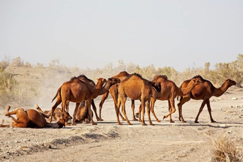 Dromedaries rolling in the sand