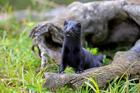 American mink