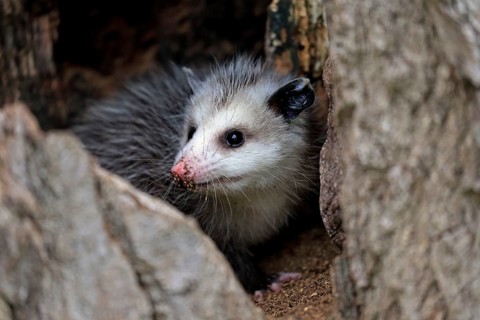 Virginia opossum