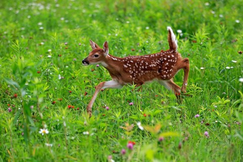 White-tailed deer