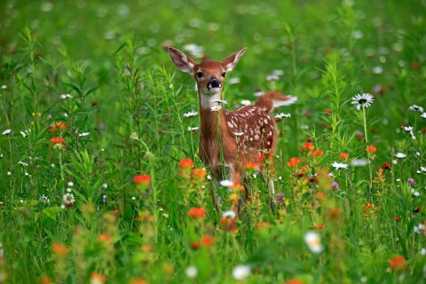 White tailed deer
