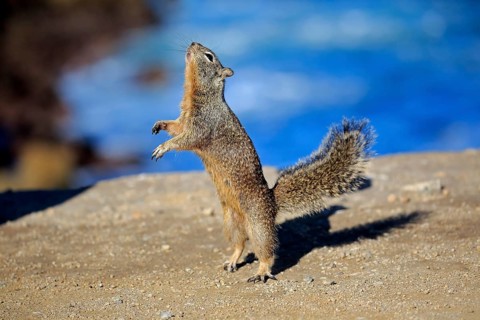 California Ground Squirrel