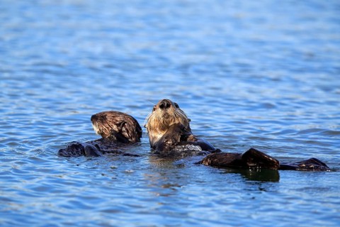 Sea Otter