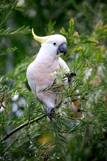 Sulphur-crested cockatoo