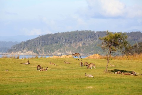 Eastern grey kangaroo