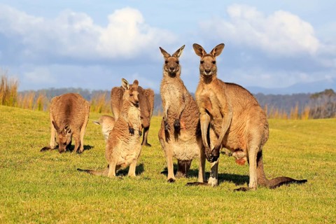 Eastern grey kangaroo