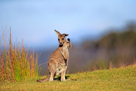 Eastern grey kangaroo