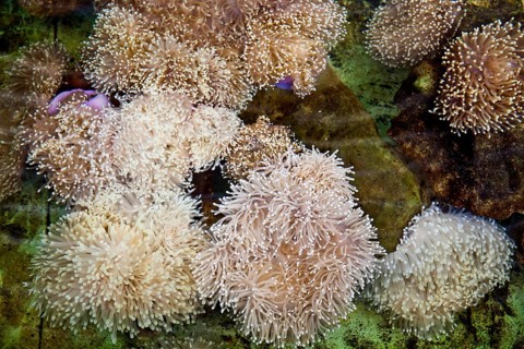 coral