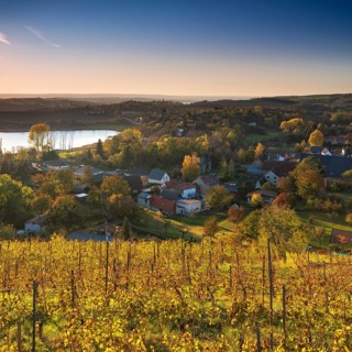 Vineyard near Rollsdorf at Bindersee in autumn