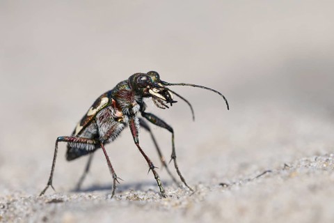 Dune Sand Beetle