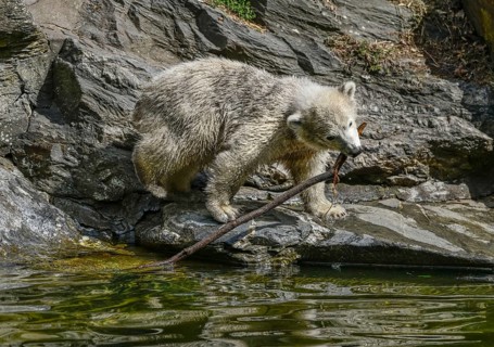 Polar bear cub Hertha