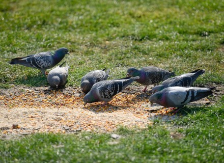 Feral domestic pigeons