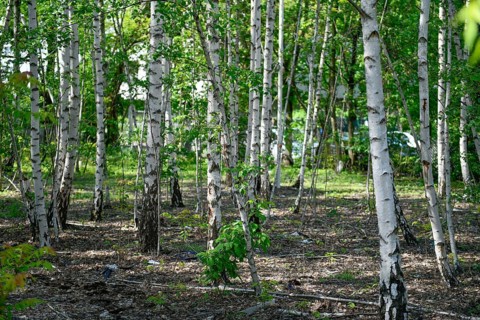 Birch fallow land