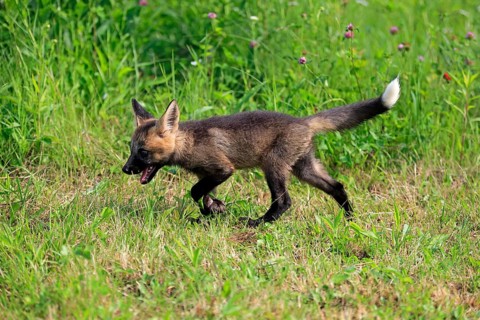 Eastern american red fox