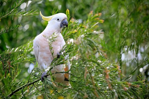 Sulphur-crested cockatoo
