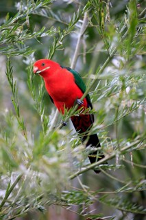 Australian king parrot