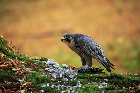 Peregrine falcon