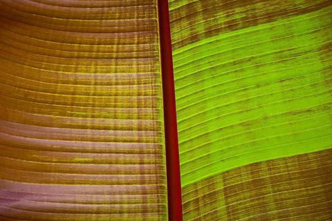 Ornamental banana
