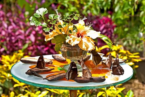 Butterflies