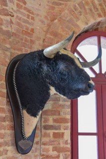 Bull's head