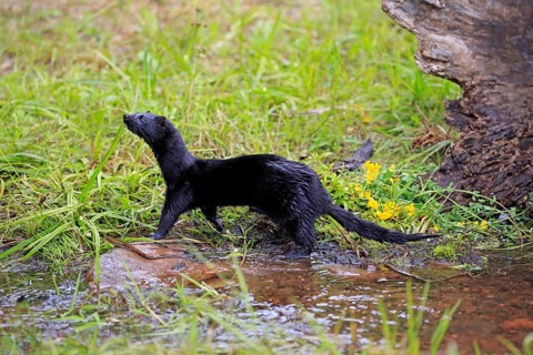 American Mink