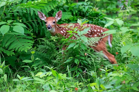 White-tailed deer