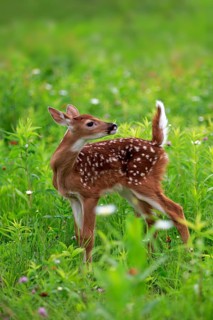 White-tailed deer