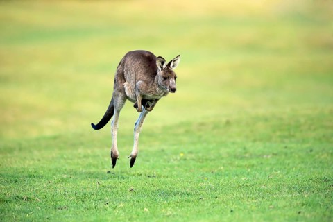 Eastern grey kangaroo