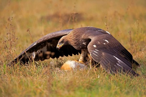 Golden Eagle