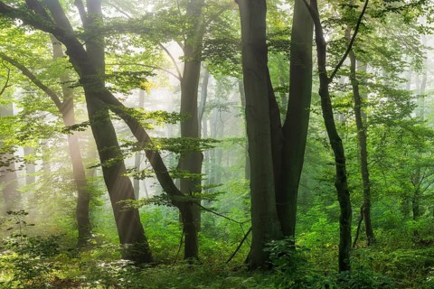 Natural old beech forest