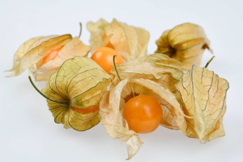 Physalis
