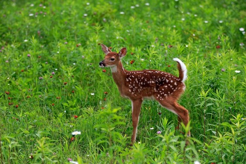 White tailed deer
