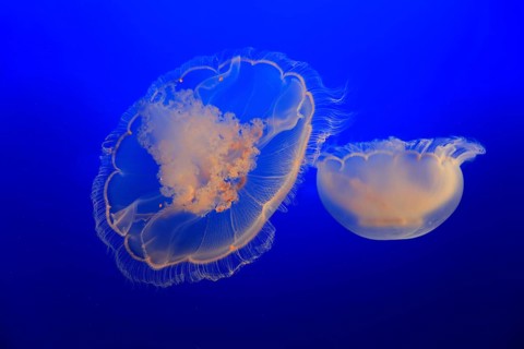 Moon Jelly