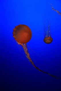 Sea Nettles