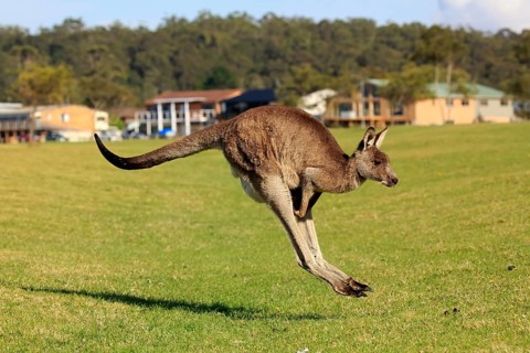 Eastern grey kangaroo