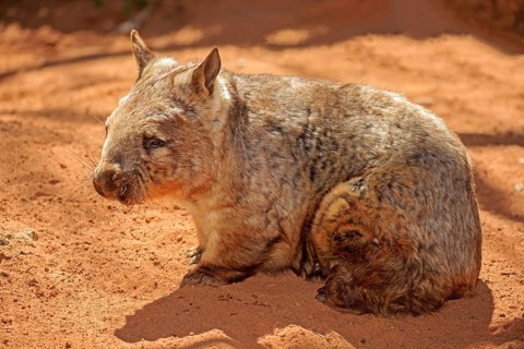 Southern hairy-nosed wombat