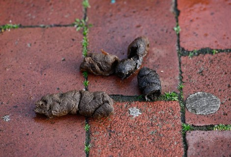 Dog excrement