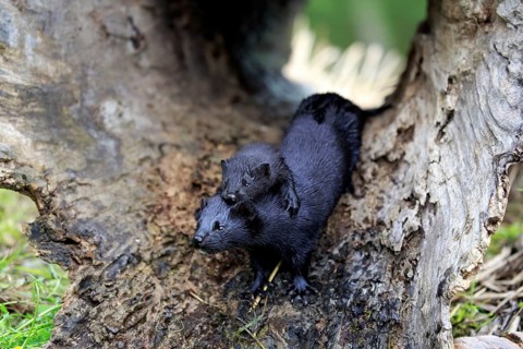 American Mink