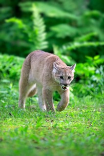 Cougar