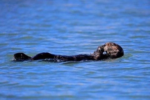 Sea Otter