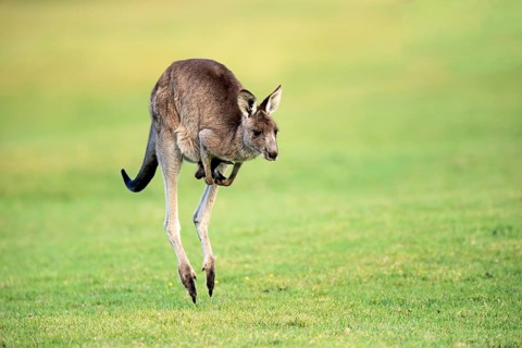Eastern grey kangaroo