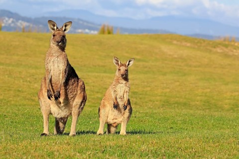 Eastern grey kangaroo