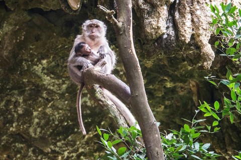 Long-tailed macaque