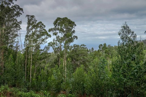 Eucalyptus forest near Achadas da Cruz