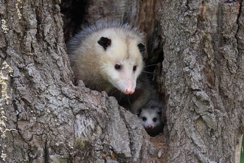 Virginia opossum