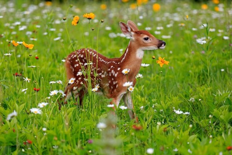White-tailed deer