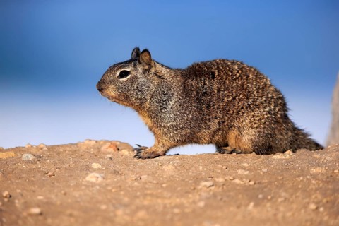 California Ground Squirrel