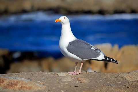 Western Gull