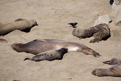 Northern Elephant Seal