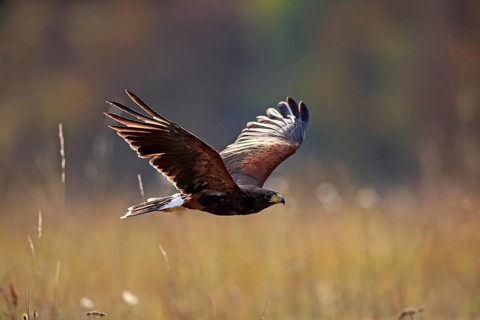 Harris' Hawk